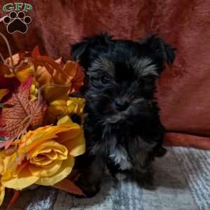 Jax, Yorkie Puppy